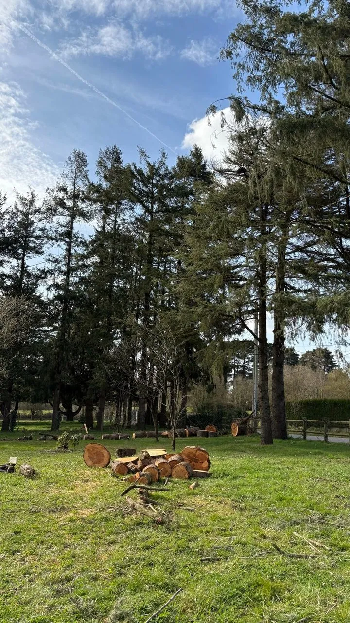 Abattage du cèdre au ras du sol à Couëron