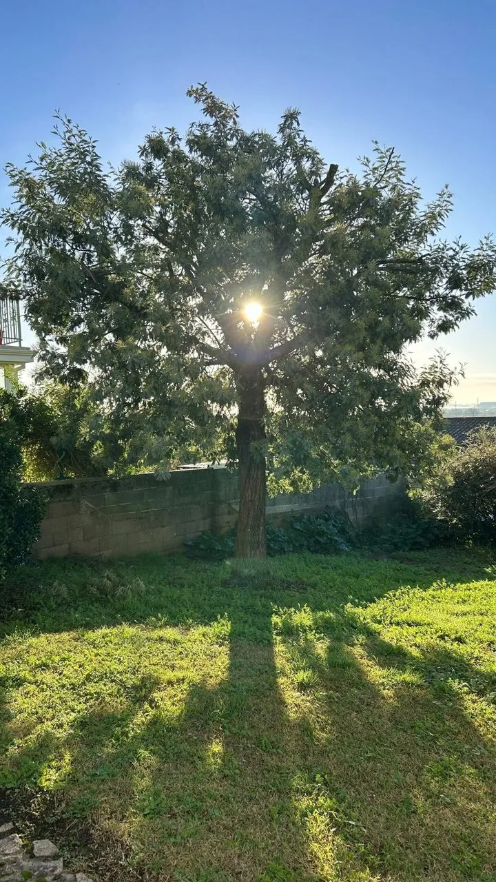 Abattage du mimosa à Savenay