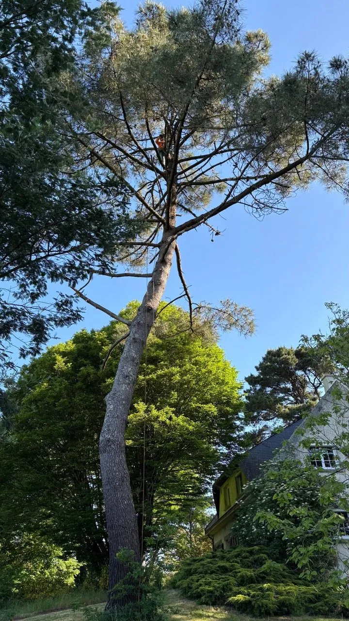 Abattage d’un pin proche de la maison sans évacuation des troncs à Couëron