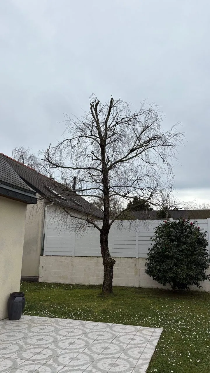 Etetage du bouleau pour diminution de la hauteur à Sautron
