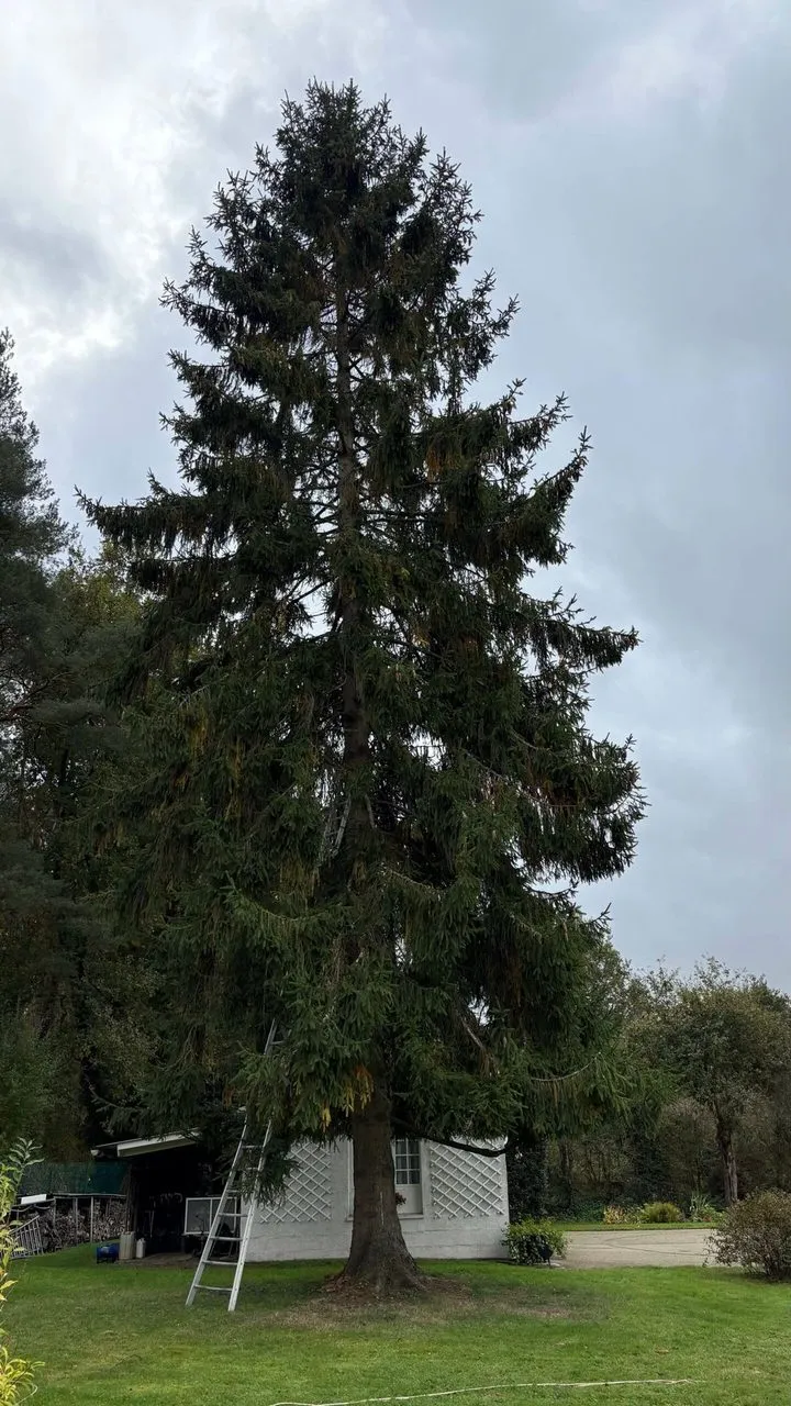 Etetage du sapin pour diminution de la hauteur de 4 metres à Couëron